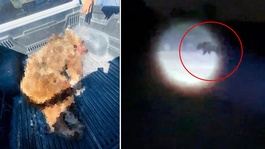 Seferihisara kabusu yaşatan ayı vurularak öldürüldü
