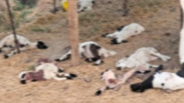 Diyarbakırda başıboş köpekler 15 kuzuyu telef etti