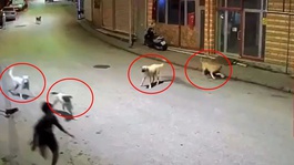 Dehşete düşüren anlar: Sokak köpekleri 10 yaşındaki çocuğu parçalıyordu