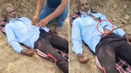 Tarlada uyuyan çiftçinin gömleğine kobra girdi! Arkadaşları zamanla yarıştı