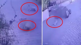 Dikilide köpeklere ateş açan şüpheli tutuklandı