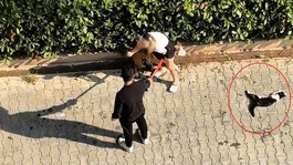 Ağızlıksız pitbull kediyi parçaladı! Sahibi "polisi aramayın" diye yalvardı