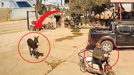 Manisada bir garip olay: Eşek muhtara saldırdı
