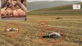 Tam bir kamyon dolusu! Emekler saniyeler içerisinde yok oldu