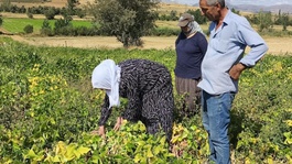 Coğrafi işaretli beyaz kuru fasulye hasadı başladı: Bu lezzet servet değerinde
