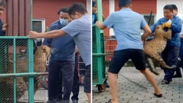 Kafesten kaçan leopar dehşet saçtı! orman görevlisine böyle saldırdı
