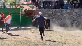 600 kiloluk boğa arenadan kaçtı! Güreşi bırakıp soluğu dışarıda aldı