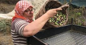 Zeytin Hasadı İçin İşçi Bulunamıyor: Günlük 3 Bin TL Yevmiye Yetmiyor