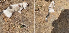 Kütahya’da esnafın beslediği kedi, bacakları kesilmiş halde bulundu