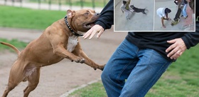 Hindistan’da korku dolu anlar Pitbull bebeği metrelerce sürükledi, ağır yaralandı