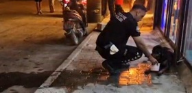 Samandağ’da yaralı bulunan sokak köpeğine ateş eden kişi belirlendi Evinde arama yapıldı