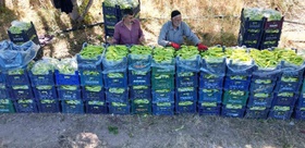Yaşı 86, tarlası 10 dönüm Ahmet Can oğluyla günde 6 ton biber yetiştiriyor