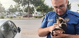 Araç motoruna giren yavru kediyi, polisin telefonundan yükselen miyavlama dışarı çıkardı