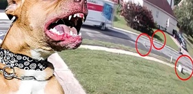 Kamyon kasasından düşen 7 pitbull cinsi köpek çevredeki insanlara saldırdı: 4 yaralı