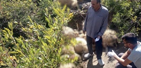 Tunceli Ovacık’ta yaylada paniğe kapılan sürüdeki izdiham 40 koyunu telef etti