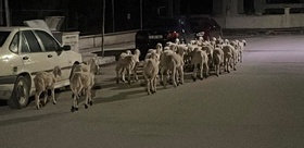 Çorum’da kapıyı kırıp kaçan koyunlar sokak sokak aranıp boş arazide bulundu