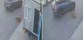 Afyonkarahisar’da bir sürücü, sokak köpeğine çarpıp durmayarak yoluna devam etti