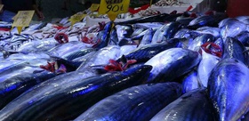 Karadeniz’deki bolluk tezgaha yansıdı: Samsun’da palamutun fiyatı 90 TL’ye geriledi