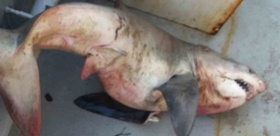 Edirne Enez açıklarında balıkçı ağından 65 kiloluk köpek balığı çıktı