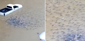 Ülke sular altında kaldı Sokaklarda balıklar yüzmeye başladı