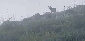 Yer: Sivas Ormanın hayaletiyle burun buruna geldi