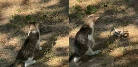 Bahçede yılanla karşılaşan kedi patileriyle saldırıya geçti Edirne’de o anlar kamerada