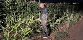 Mısır tarlası talan edilince gece boyu nöbete başladı Karşısında görünce...