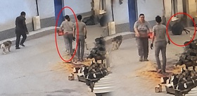 Motorlu testereyle üzerine koştu, 76 yaşındaki adam kabusu yaşadı