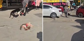 Esenyurt’ta ağızlıksız pitbull sokak kedisini öldürdü