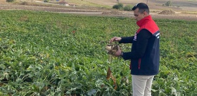 Üreticinin merakla beklediği haber geldi Şeker pancarı alım fiyatı belli oldu