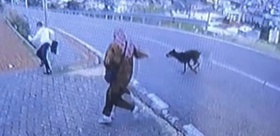 Orhangazi’de minibüs durağında köpek paniği: Kaçan 11 yaşındaki çocuğun bacağı kırıldı
