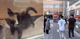 5 bin kişi hastanelik eden Tokat’taki salgın büyüyor Korkutan kedi-köpek detayı