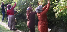 Kayseri’de ’kırmızı altın’ gilaburunun hasadı başladı