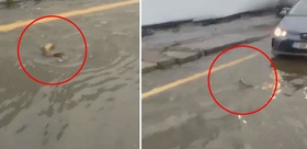 İstanbul’da şaşkına çeviren görüntü: Trafikte karşısına çıkan balığa yol verdi