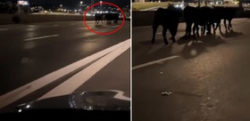 Tır köprüden uçtu Şehir bir anda ineklerle doldu