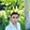 Enes Altun