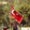 BERAT HALİD