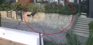 Komşu kavgası feci bitti, doktorun iteklediği kadın ağır yaralandı