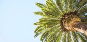 Palm Yağı Hakkında Bilimsel Verilere Dayalı 10 Gerçek