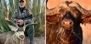ABD'li milyarder avcı, 1.5 tonluk buffalo tarafından öldürüldü