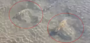İznik Gölü’nde tarihi sütun başlıkları bulundu