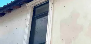 Kahverengi kokarca böceği mahalleyi sardı