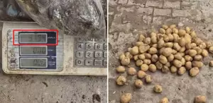 Ahlaksızlıkta son nokta: 22 kiloluk çuvaldan 13 kilo patates çıktı