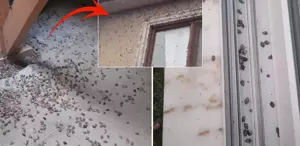 Dünyanın sonunu getireceği söylenen böcekle ilgili korkutan uyarı: Tüm Türkiye’ye yayılabilir