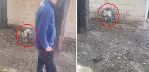 Vanlı’nın kurda zulmü: Videoyu izleyen herkes bakanlıkları etiketliyor