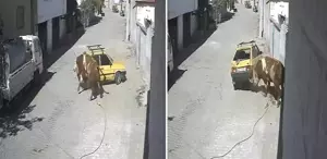 Ahırdan kaçan öfkeli boğa hıncını arabadan çıkardı