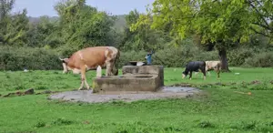 Hasret’in cesedi su kuyusunda bulundu Şüpheli 5 kişinin katili çıktı