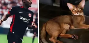 Tüm ülke Batshuayi’nin kedisi için tek yürek oldu