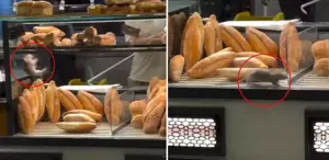 Fırında mide bulandıran görüntü: Dükkan sahibini 10 bin dolarlık teklif kurtaramadı