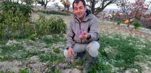 İlçede ’kırmızı altın’ mucizesi İlk hasadında 150 gram ürün elde etti